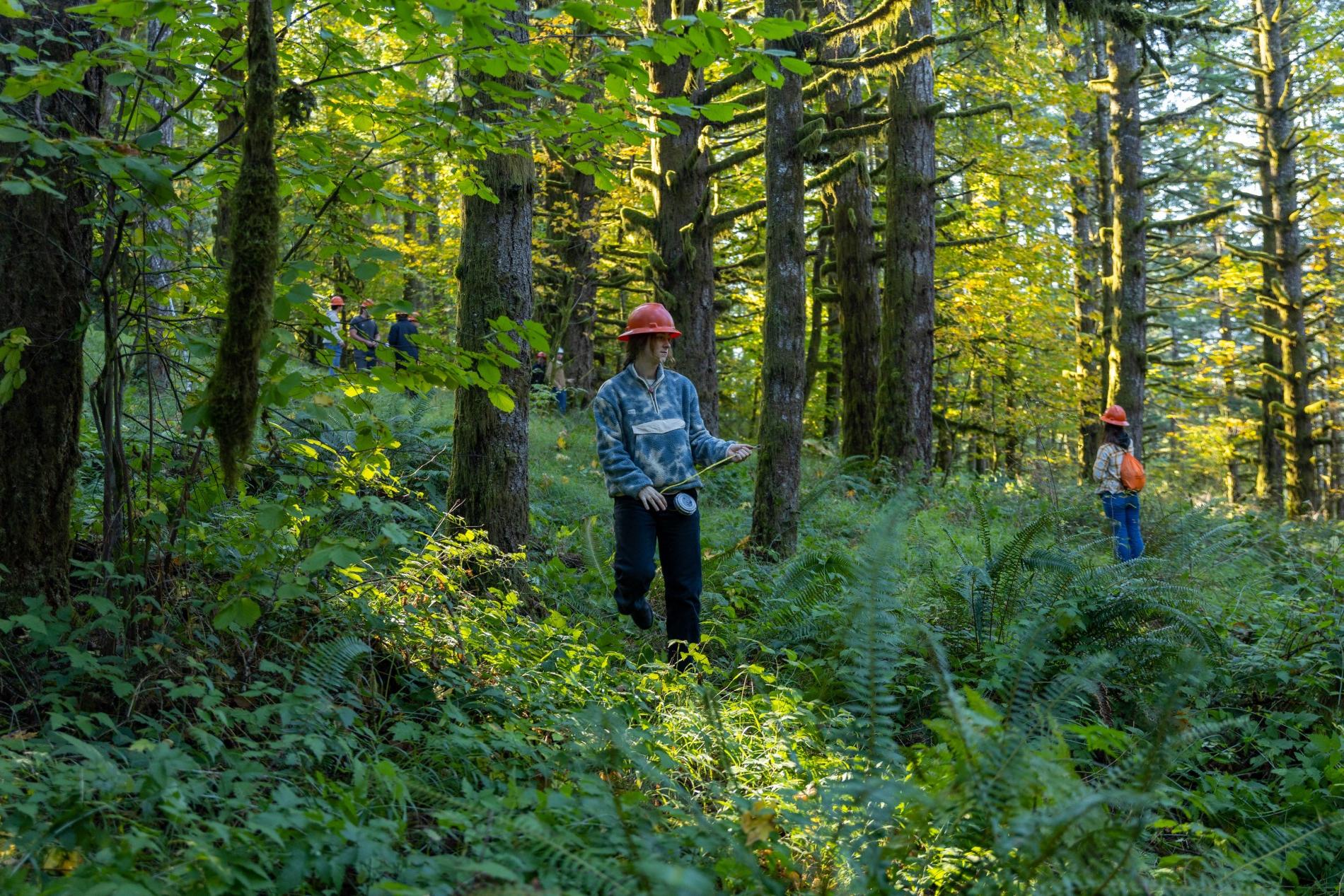 person wearing hard hat in research forest